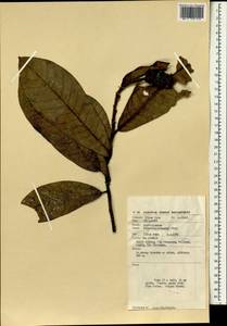 Magnolia macklottii var. beccariana (A.Agostini) Noot., Зарубежная Азия (ASIA) (Малайзия)