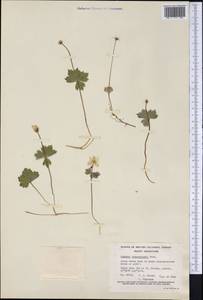 Anemonastrum richardsonii (Hook.) Mosyakin, Америка (AMER) (Канада)