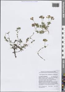 Lotus alpinus (Ser.) Schleich. ex Ramond, Западная Европа (EUR) (Испания)