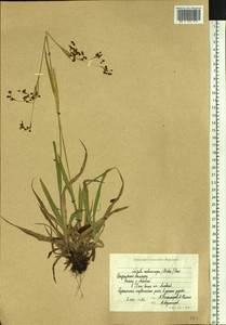Luzula parviflora subsp. melanocarpa (Michx.) Hämet-Ahti, Сибирь, Чукотка и Камчатка (S7) (Россия)