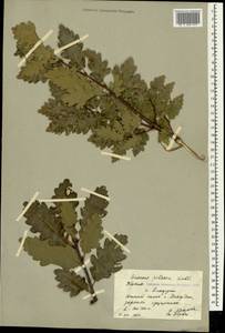 Дуб скальный (Matt.) Liebl., Крым (KRYM) (Россия)