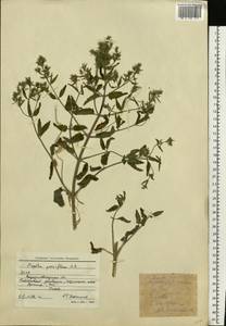 Nepeta ucranica subsp. parviflora (M.Bieb.) M.Masclans, Восточная Европа, Северо-Украинский район (E11) (Украина)
