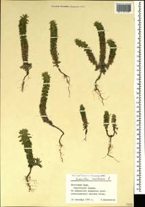 Железница горная L., Крым (KRYM) (Россия)