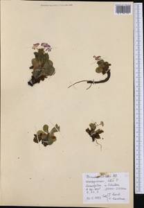 Primula hirsuta All., Западная Европа (EUR) (Испания)