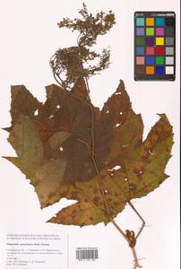 Таволга камчатская (Pall.) Maxim., Сибирь, Дальний Восток (S6) (Россия)