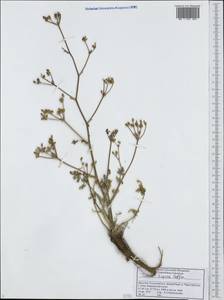 Триния щетинисто-волосистая, Триния щетинистоволосая Hoffm., Кавказ, Дагестан (K2) (Россия)