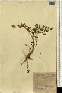 Onobrychis ptolemaica (Delile)DC., Зарубежная Азия (ASIA) (Ирак)