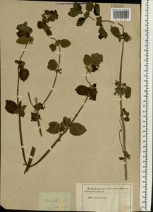 Белокудренник черный L., Восточная Европа, Центральный лесостепной район (E6) (Россия)