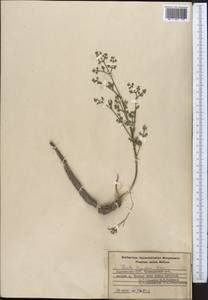 Ферула овечья (Boiss.) Boiss., Средняя Азия и Казахстан, Западный Тянь-Шань и Каратау (M3) (Киргизия)