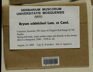 Ptychostomum schleicheri (DC.) J.R. Spence, Гербарий мохообразных, Мхи - Северный Кавказ и Предкавказье (B12) (Россия)