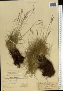 Овсяница овечья L., Восточная Европа, Западно-Украинский район (E13) (Украина)