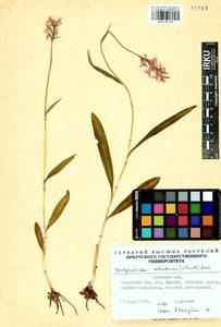 Пальчатокоренник Фукса (Druce) Soó, Сибирь, Прибайкалье и Забайкалье (S4) (Россия)