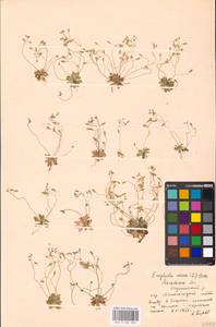 Крупка весенняя L., Восточная Европа, Московская область и Москва (E4a) (Россия)