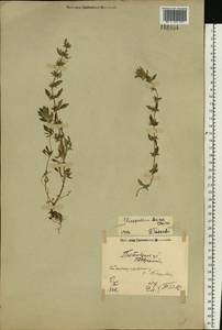 Пахучка полевая, Щебрушка полевая (L.) Kuntze, Восточная Европа, Северо-Украинский район (E11) (Украина)