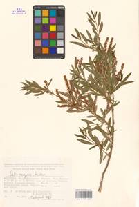 Ива джунгарская Andersson, Средняя Азия и Казахстан, Муюнкумы, Прибалхашье и Бетпак-Дала (M9) (Казахстан)