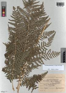 Pteridium aquilinum subsp. pinetorum (C. N. Page & R. R. Mill) J. A. Thomson, Сибирь, Алтай и Саяны (S2) (Россия)