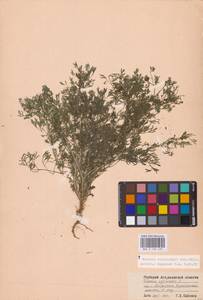 Дымянка Шлейхера Soy.-Will., Восточная Европа, Нижневолжский район (E9) (Россия)