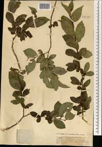 Ива ложнопятитычинковая (Flod.) Flod., Монголия (MONG) (Монголия)