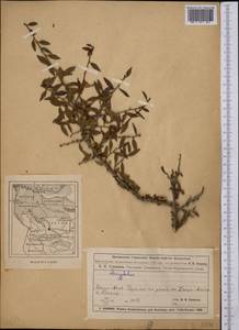 Слива, Средняя Азия и Казахстан, Муюнкумы, Прибалхашье и Бетпак-Дала (M9) (Казахстан)