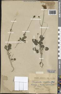 Campanula carpatica Jacq., Западная Европа (EUR) (Словакия)