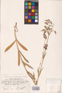 Смолевка обыкновенная, Хлопушка (Moench) Garcke, Восточная Европа, Восточный район (E10) (Россия)