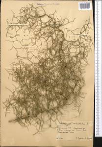 Спаржа мутовчатая L., Средняя Азия и Казахстан, Каракумы (M6) (Туркмения)