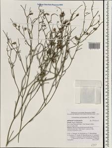 Limonium pruinosum (L.) Chaz., Зарубежная Азия (ASIA) (Израиль)
