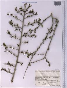 Rhamnaceae, Средняя Азия и Казахстан, Прикаспийский Устюрт и Северное Приаралье (M8) (Казахстан)