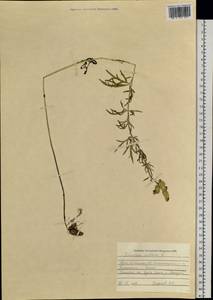 Борец анторовидный DC., Сибирь, Алтай и Саяны (S2) (Россия)