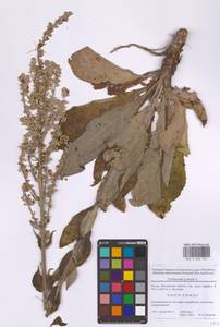 Коровяк мучнистый L., Восточная Европа, Московская область и Москва (E4a) (Россия)