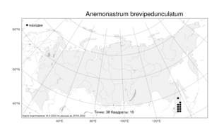 Anemonastrum brevipedunculatum, Anemonastrum narcissiflorum subsp. crinitum (Juz.) Raus, Атлас флоры России (FLORUS) (Россия)