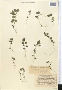 Постенница сербская (Pancic) P. W. Ball, Средняя Азия и Казахстан, Западный Тянь-Шань и Каратау (M3) (Киргизия)