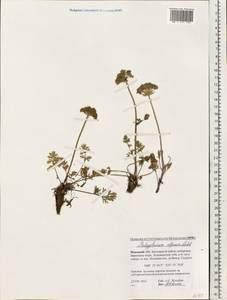 Толстореберник мутеллиновидный (Crantz) Holub, Восточная Европа, Северный район (E1) (Россия)