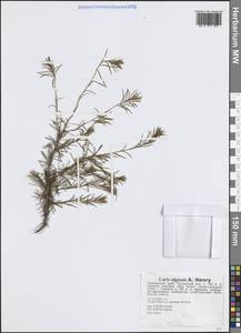 Лиственница ольгинская (A.Henry) Ostenf. & Syrach, Сибирь, Дальний Восток (S6) (Россия)