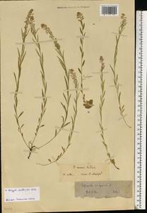 Истод хохлатый Schkuhr, Восточная Европа, Московская область и Москва (E4a) (Россия)