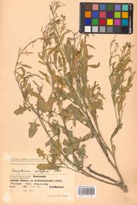 Гулявник волжский M.Bieb. ex E.Fourn., Восточная Европа (без точных пунктов) (E0)