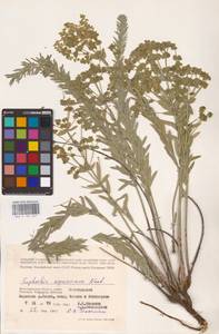 Молочай Сегье Neck., Восточная Европа, Нижневолжский район (E9) (Россия)