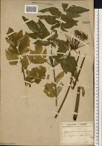 Дудник лекарственный, Дягиль лекарственный L., Восточная Европа, Центральный лесостепной район (E6) (Россия)