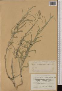 Lepidotrichum uechtritzianum (Bornm.) Velen., Западная Европа (EUR) (Болгария)