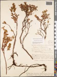 Хамедафна обыкновенная, Болотный мирт (L.) Moench, Сибирь, Якутия (S5) (Россия)