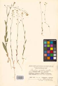 Рыжик мелкоплодный Andrz. ex DC., Восточная Европа, Нижневолжский район (E9) (Россия)