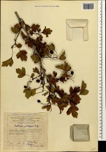 Боярышник пятипестичный Waldst. & Kit. ex Willd., Кавказ, Азербайджан (K6) (Азербайджан)