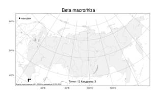 Beta macrorhiza, Свекла крупнокорневая Steven, Атлас флоры России (FLORUS) (Россия)