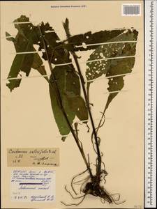 Centaurea phrygia subsp. salicifolia (M. Bieb. ex Willd.) Mikheev, Кавказ, Северная Осетия, Ингушетия и Чечня (K1c) (Россия)