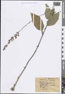 Колокольчик болонский L., Восточная Европа, Центральный лесостепной район (E6) (Россия)