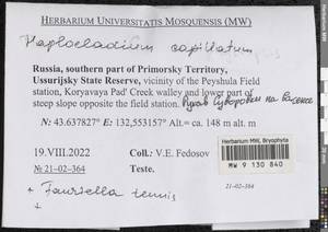 Haplocladium microphyllum (Sw. ex Hedw.) Müll. Hal., Гербарий мохообразных, Мхи - Дальний Восток (без Чукотки и Камчатки) (B20) (Россия)