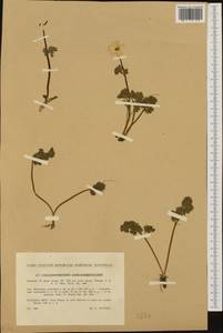 Красивоцвет кориандролистный Rchb., Западная Европа (EUR) (Словакия)