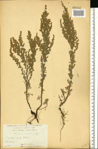 Полынь австрийская Jacq., Восточная Европа, Центральный лесостепной район (E6) (Россия)