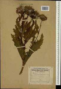 Cirsium pubigerum (Desf.) DC., Кавказ, Армения (K5) (Армения)