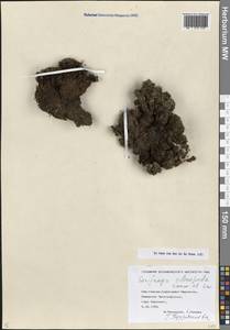 Камнеломка твердоногая Sommier & Levier, Кавказ, Ставропольский край, Карачаево-Черкесия, Кабардино-Балкария (K1b) (Россия)